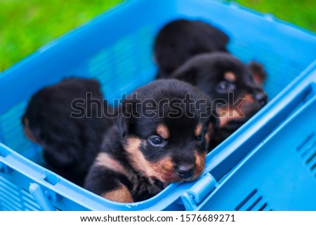 rottweiler puppy play with others