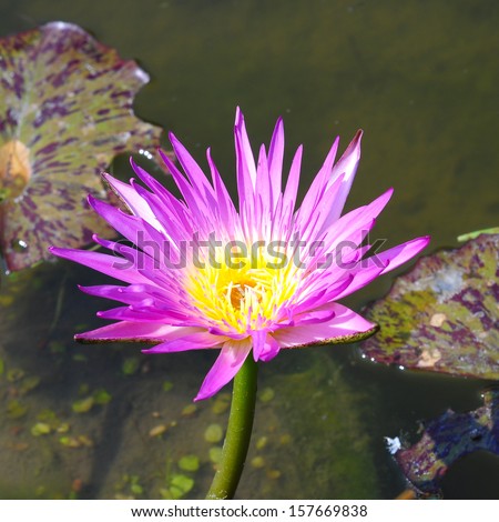 Beautiful Pink water lilly