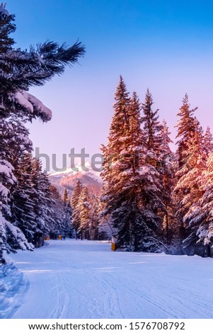 Bansko resort, Bulgaria panorama with ski slope and pink morning or sunset forest trees