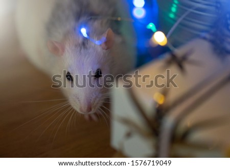 A white rat peeps out from behind boxes of New Year's gifts under the Christmas tree. Symbol of 2020. Chinese New Year