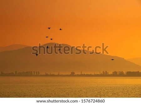 Birds flying over Orestiada lake, Kastoria Greece, sunrise morning mist. 