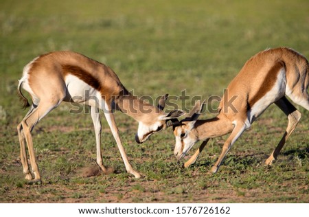 Springboks (Antidorcas marsupialis), fighting, Kgalagadi Transfrontier Park in rainy season, Kalhari Desert, South Africa
