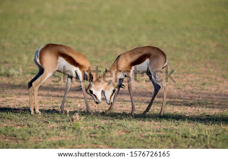 Springboks (Antidorcas marsupialis), fighting, Kgalagadi Transfrontier Park in rainy season, Kalhari Desert, South Africa