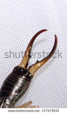 Close up of nippers or pincers of a common earwig