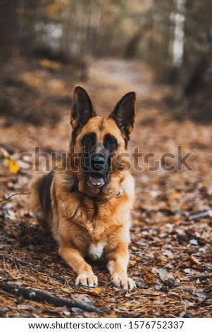 German Shepherd Dog Portrait in Autumnal Park. Bokeh Blurred Background.