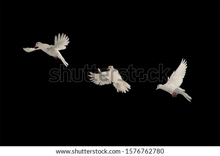 Three White doves flying on black background and Clipping path .freedom concept and international day of peace Royalty-Free Stock Photo #1576762780