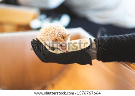 Little African Pygmy Hedgehog on hand in cute pet cafe and farm in Tokyo, Japan