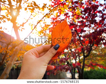 Orange color leaves in woman hand with autumn tree in background for fall seasonal scenery concept.