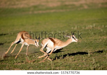 Springboks (Antidorcas marsupialis), running, Kgalagadi Transfrontier Park in rainy season, Kalhari Desert, South Africa.