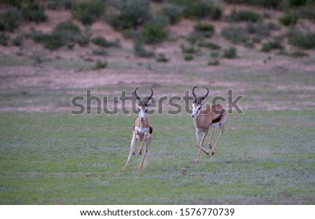 Springboks (Antidorcas marsupialis), running, Kgalagadi Transfrontier Park in rainy season, Kalhari Desert, South Africa.