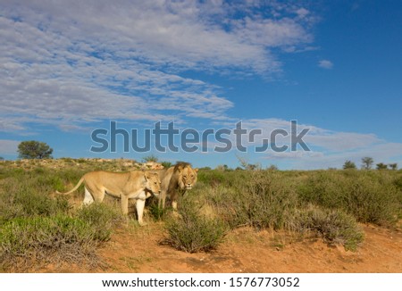 African lion (Panthera leo) - Male and female, in the bush, Kgalagadi Transfrontier Park, Kalahari desert, South Africa.