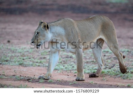 African lion (Panthera leo) - Female, Kgalagadi Transfrontier Park, rainy season, Kalahari desert, South Africa.