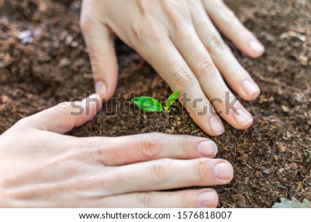 Woman hands making heart shape around plant with sunlight. Eco earth day concept. Eco friendly. Love the planet.