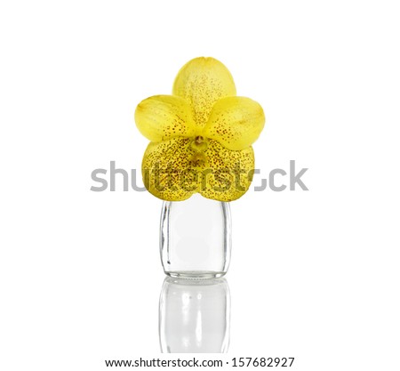 Macro of yellow orchid in glass vase