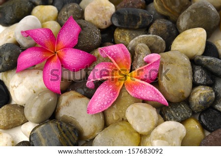 Two pink frangipani and colorful pebbles        