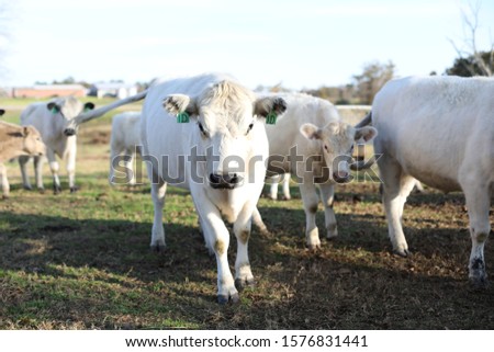 A Large Herd of British White Cattle roaming farmland in Alabama.