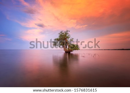 Beautiful nature landscape and waterscape mangrove tree with beautiful sky