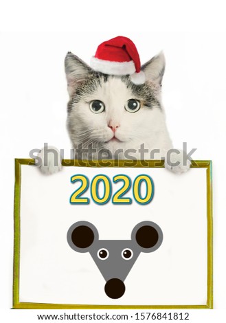 funny cat in santa hat and framed picture with rat and 2020 christmas post card photo isolated on white