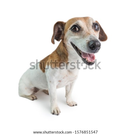 Dog smiling sitting on white background. Smiling Jack Russell terrier looking to the camera.  Royalty-Free Stock Photo #1576851547