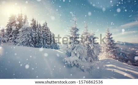 Awesome Winter nature landscape. Scenic image of fairy-tale woodland in sunlit at winter. Majestic frozen pine trees under sunlight at Alpine highland with perfect sky. Wonderful Natural background.