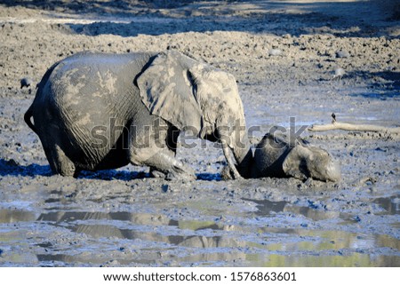 Baby elephant blocked in the mud and  helped by the mother in Mana Pools National Park, Zimbabwe