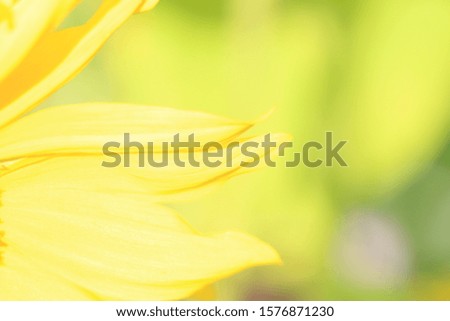 Backgrounds concept. Petals of a growing sunflower on a blurred background. Bright picture with copy space for text.