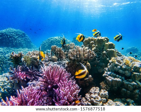 colorful corals and exotic  fishes at the bottom of the red sea. beautiful natural summer background