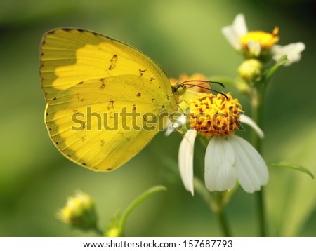 vivid butterfly