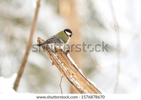 winter. forest bird sitting on a tree branch on a background of white snow