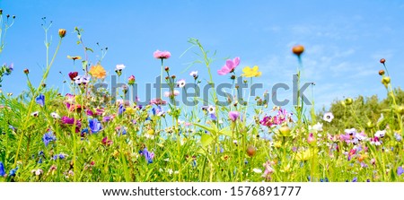 Summer flower meadow - floral background banner Royalty-Free Stock Photo #1576891777