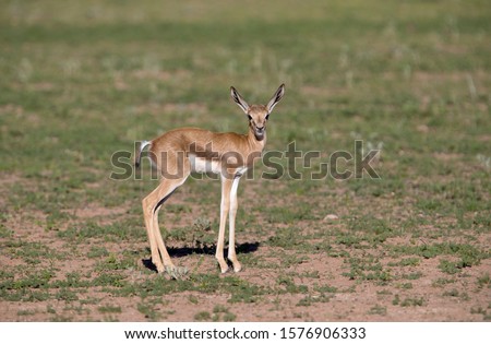 Springbok (Antodorcas marsupialis) - Lamb, Kgalagadi Transfrontier Park in rainy season, Kalhari Desert, South Africa.