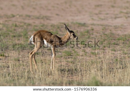 Springbok (Antodorcas marsupialis) - Lamb, Kgalagadi Transfrontier Park in rainy season, Kalhari Desert, South Africa.