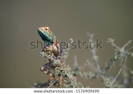 Ground agama (Agama aculeta), Kgalagadi Transfrontier Park, Kalahari desert, South Africa.