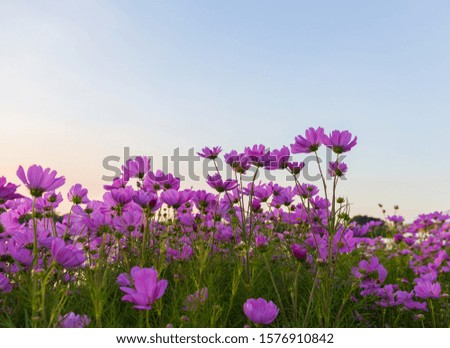 Purple cosmos flowers bloom in the garden.