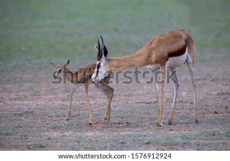 Springbok (Antidorcas marsupialis) - Mother and lamb, Kgalagadi Transfrontier Park in rainy season, Kalhari Desert, South Africa.