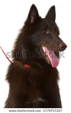 
picture of a dog on a leash
