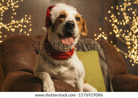 happy dog christmas portrait reindeer headband over red background