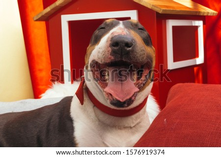 dog christmas portrait - bull terrier  over holiday background