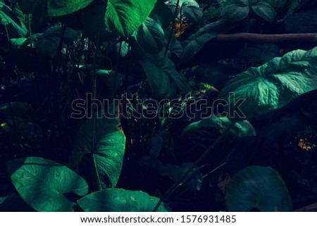 Tropical plTropical plants leaves pattern. Background, environment protection, rainforests.ants leaves pattern. Background, environment protection rainforests