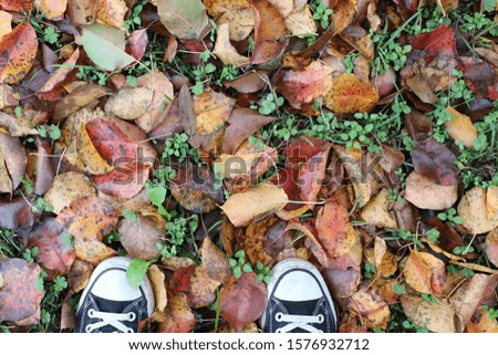 A pair of shoes walking in the autumn leaves