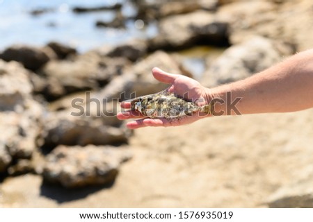 men's hands hold a small sea fish caught on fishing, on the rocky shore background