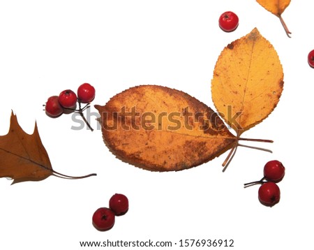 autumn leaves on white background. harvesting pictures for designers. autumn theme