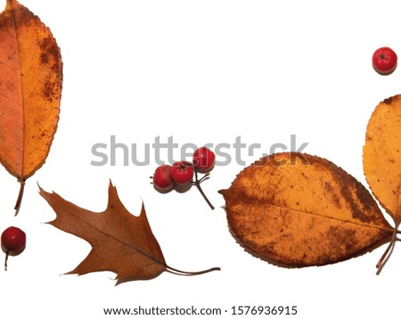 autumn leaves on white background. harvesting pictures for designers. autumn theme