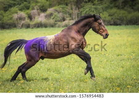 
beautiful and healthy brown gelding gallops in a veil of colors