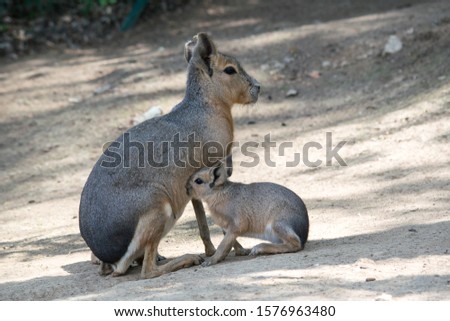 The kangaroo baby is just breastfeeding from its mother