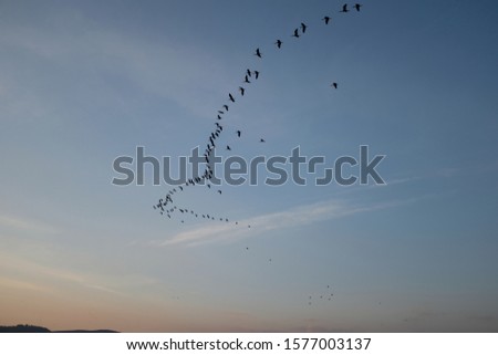A group of bairds flying over at sunset in Aagmon Haula, Israel