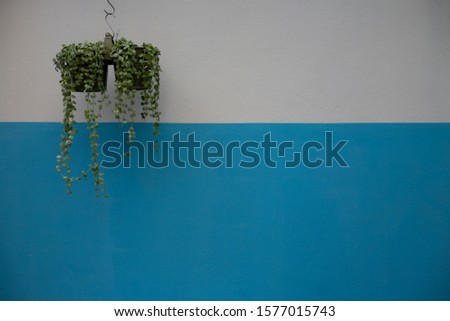Blue wall background with a hanging plant 