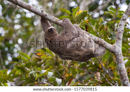 Sloth photographed in Linhares, Espirito Santo. Southeast of Brazil. Atlantic Forest Biome. Picture made in 2014.