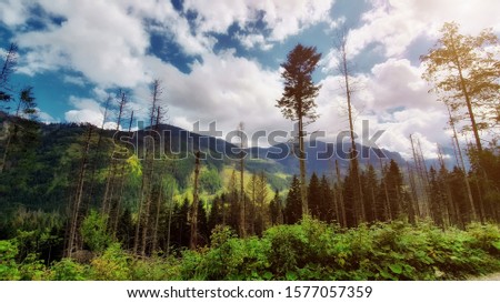 Travel nature photography with mountain and forest of our beautiful planet