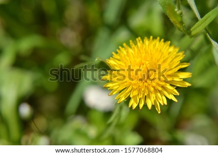 yellow dandelion bloomed in spring